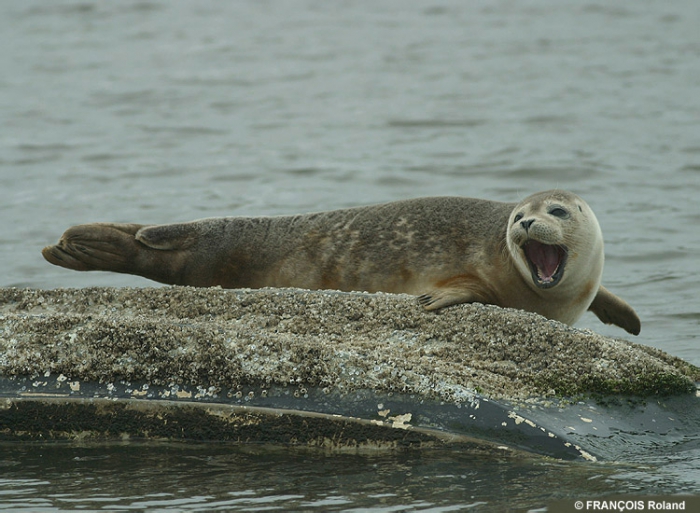 Common seal