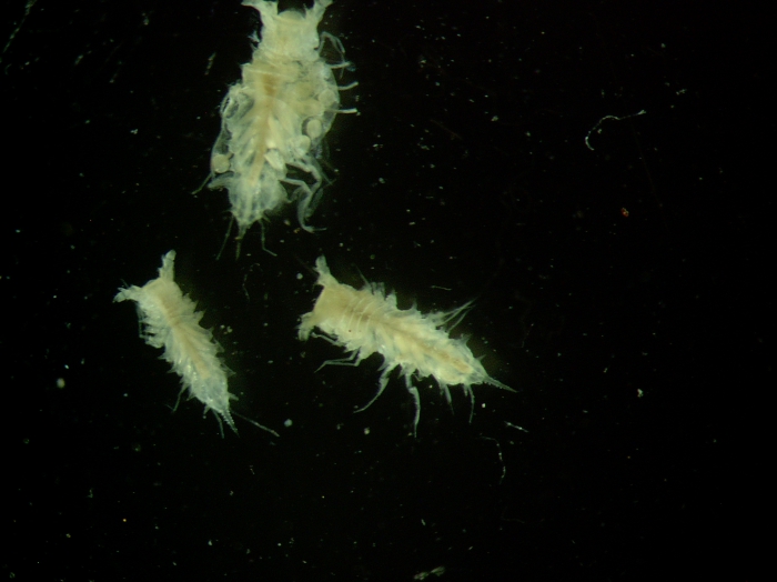 Acanthocope sp Acanthocope sp
