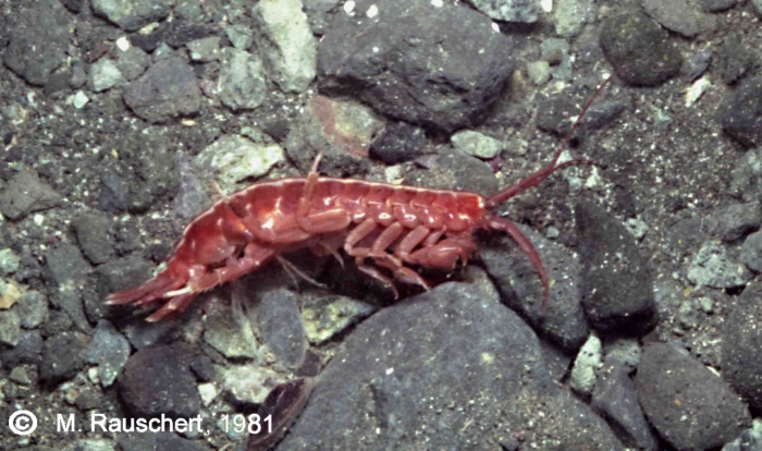 Paraceradocus gibber