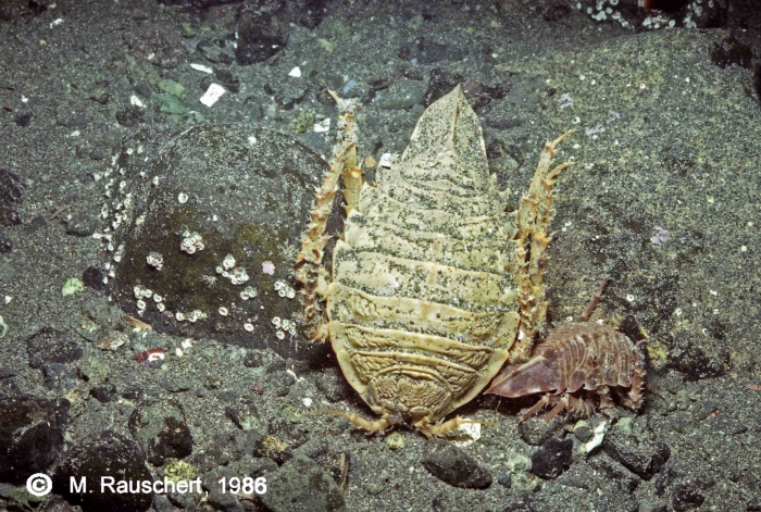 Glyptonotus antarcticus