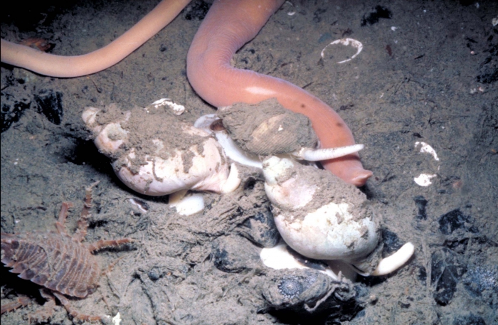 Benthos in 16 m of depth Benthos in 16 m of depth