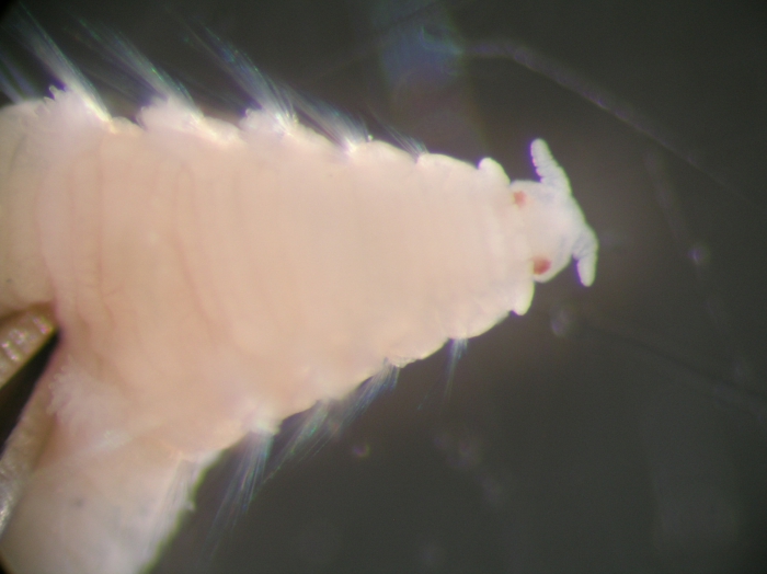 Scalibregma cf. celticum Scalibregma cf. celticum