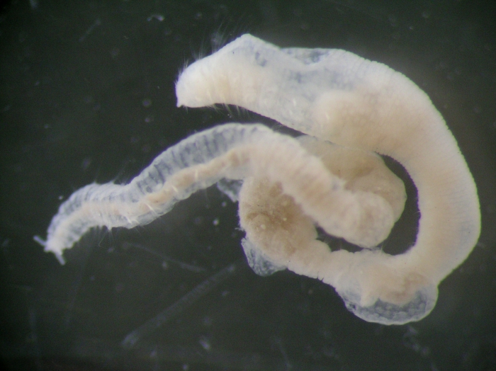 Asclerocheilus intermedius Asclerocheilus intermedius