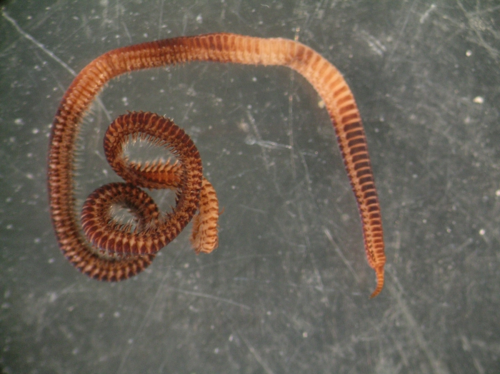 Goniada maculata Goniada maculata