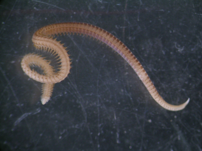 Glycinde nordmanni Glycinde nordmanni