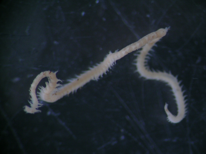 Goniadella gracilis Goniadella gracilis