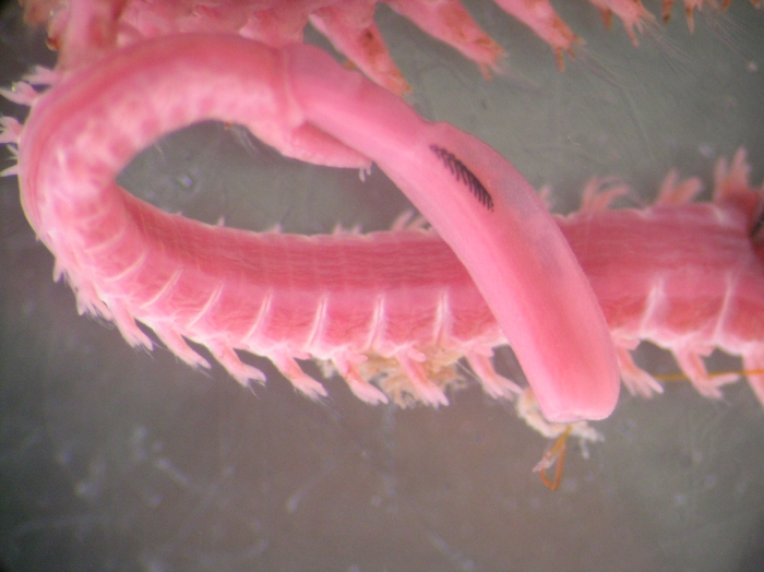 Goniada pallida Goniada pallida