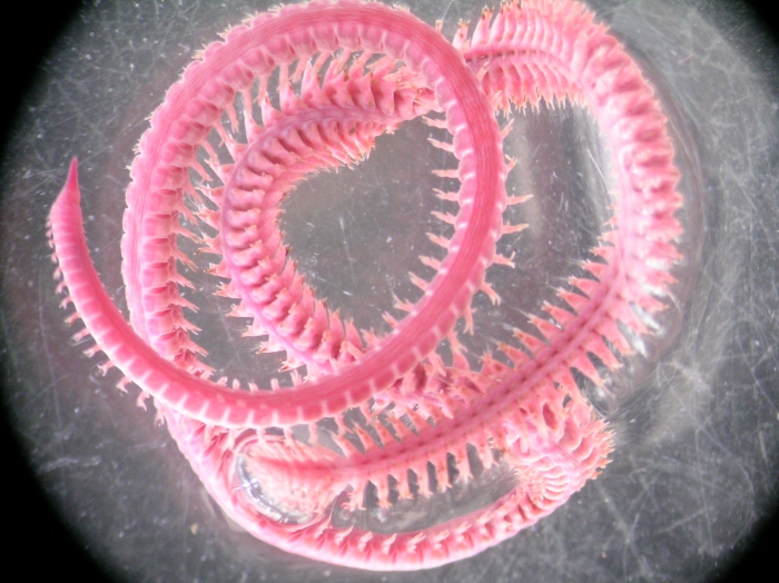 Goniada pallida Goniada pallida