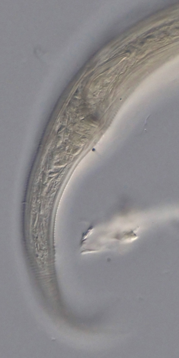 Holotype male posterior end