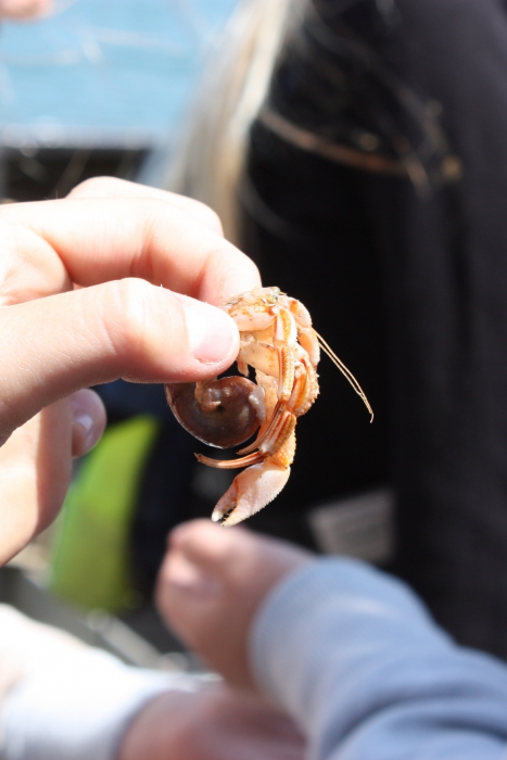 Common hermit crab Common hermit crab