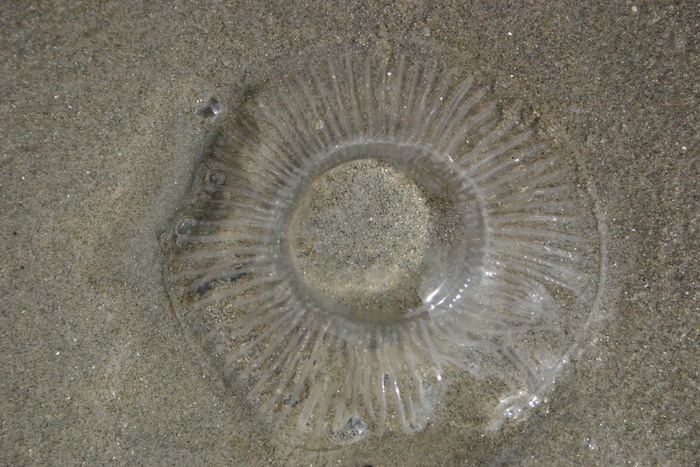 Lampekapje Lampekapje