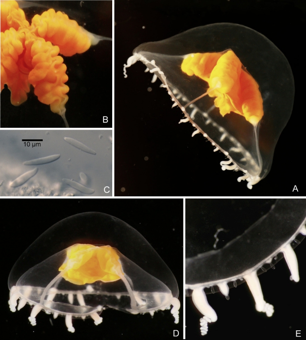 Ptychogena crocea Kramp & Dumas, 1925, living medusae Ptychogena crocea Kramp & Dumas, 1925, living medusae