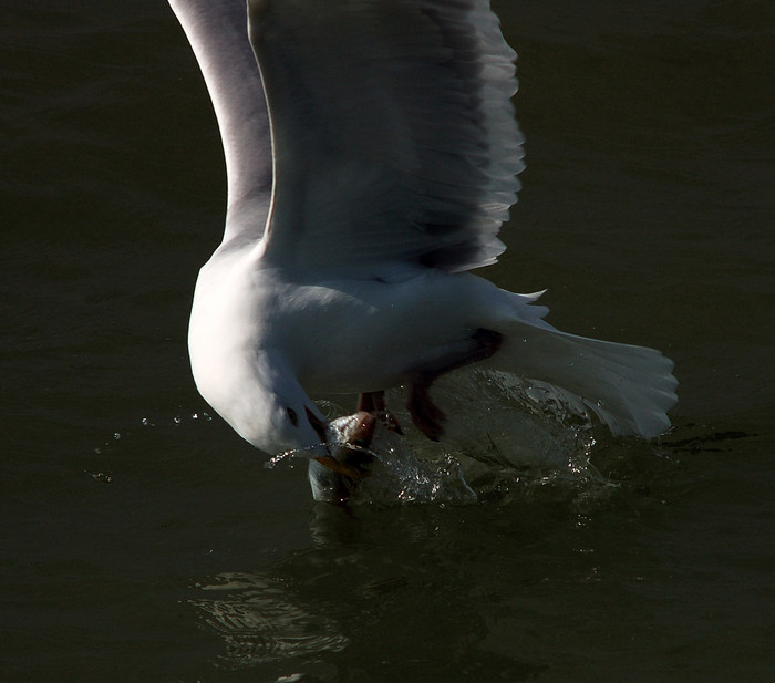 Herring Gull