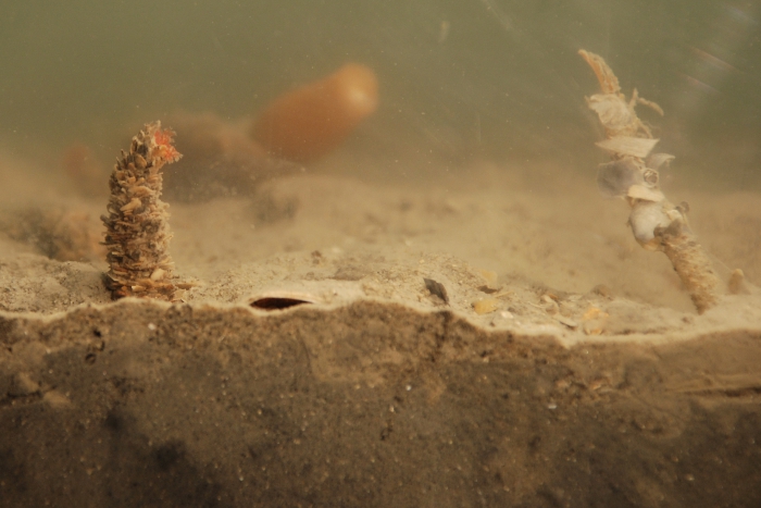 Owenia fusiformis Owenia fusiformis
