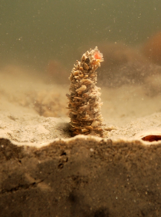 Owenia fusiformis Owenia fusiformis