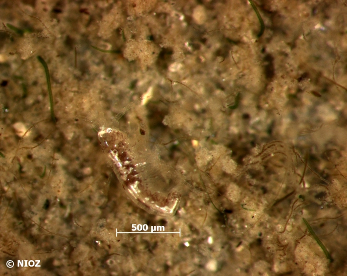cf. Amphipoda Latreille, 1816