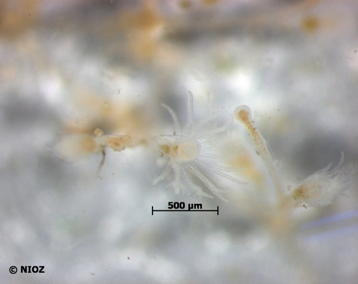 Obelia sp. Péron & Lesueur, 1810 Obelia sp. Péron & Lesueur, 1810