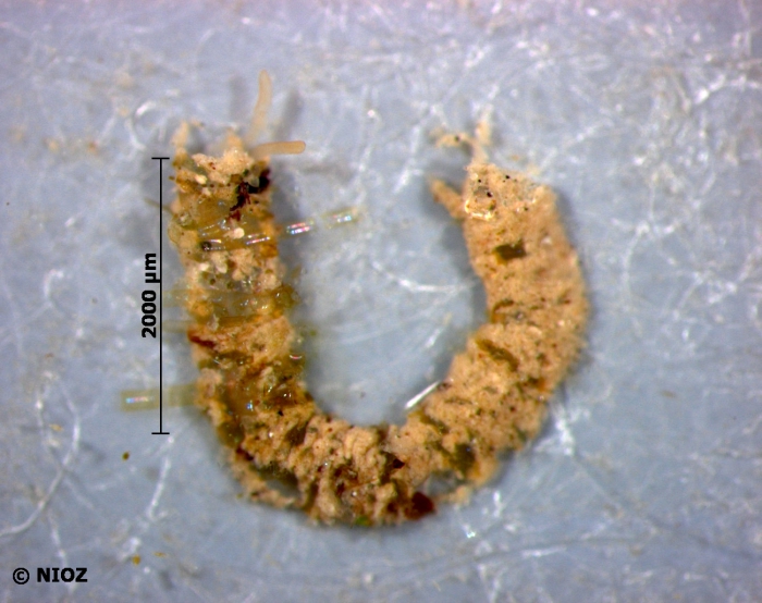 cf. Pygospio elegans Claparède, 1863 cf. Pygospio elegans Claparède, 1863