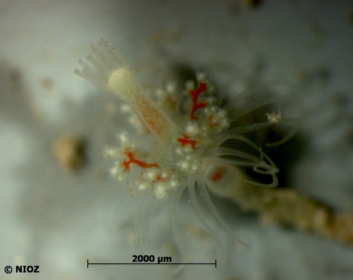 Tubulariidae Tubulariidae