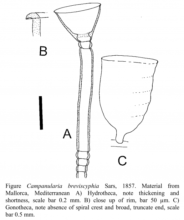 Campanularia breviscyphia Sars, 1857 Campanularia breviscyphia Sars, 1857