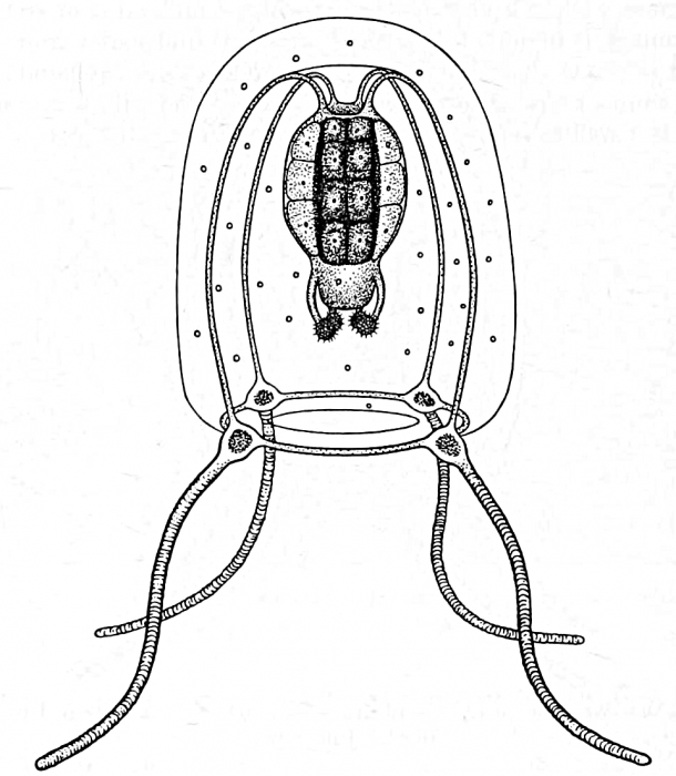Cytaeis uchidae from Rees (1962) Cytaeis uchidae from Rees (1962)