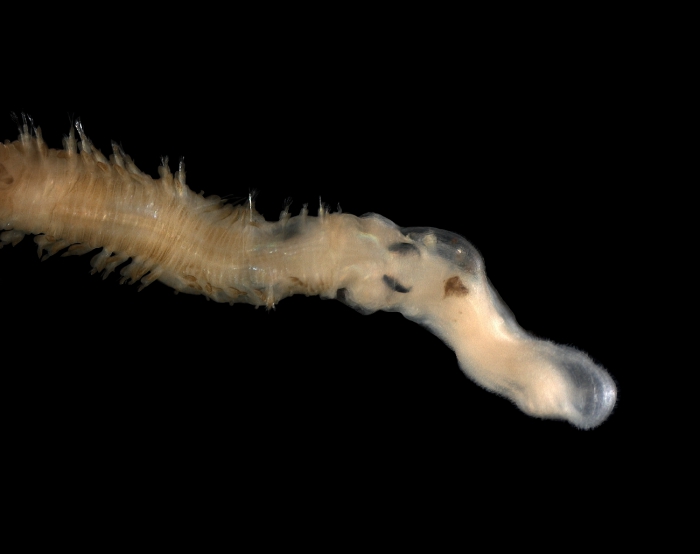Glycera capitata Oersted, 1843 