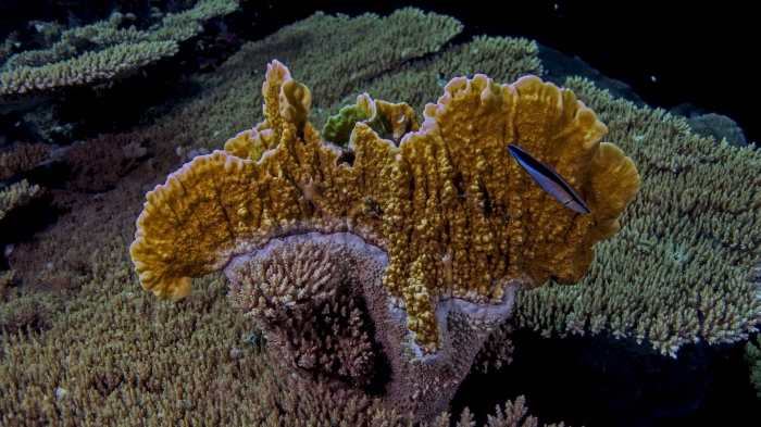 Millepora platyphylla Plate fire coral4 DMS Millepora platyphylla Plate fire coral4 DMS