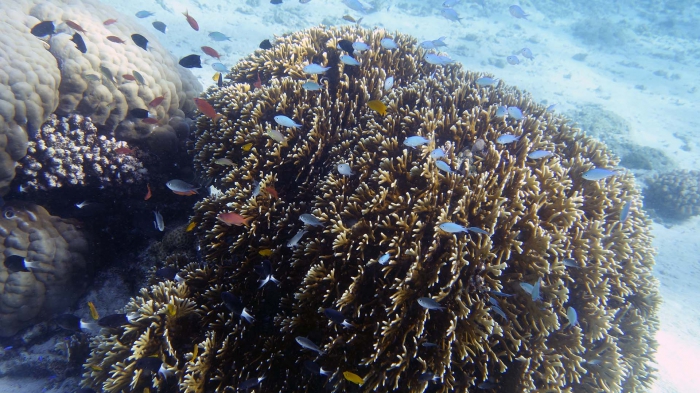 Millepora tenera DMS Millepora tenera DMS