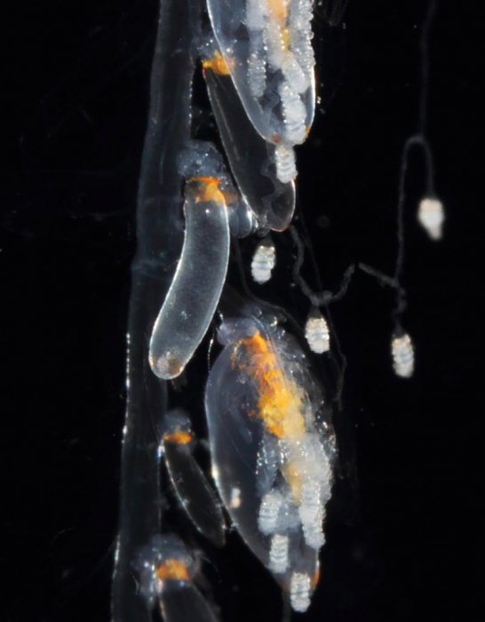 Nanomia bijuga, mouth of Brunswick River, New South Wales, Australia Nanomia bijuga, mouth of Brunswick River, New South Wales, Australia
