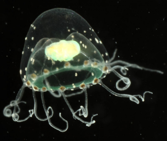 Proboscidactyla ornata, mouth of Brunswick River, New South Wales, Australia Proboscidactyla ornata, mouth of Brunswick River, New South Wales, Australia