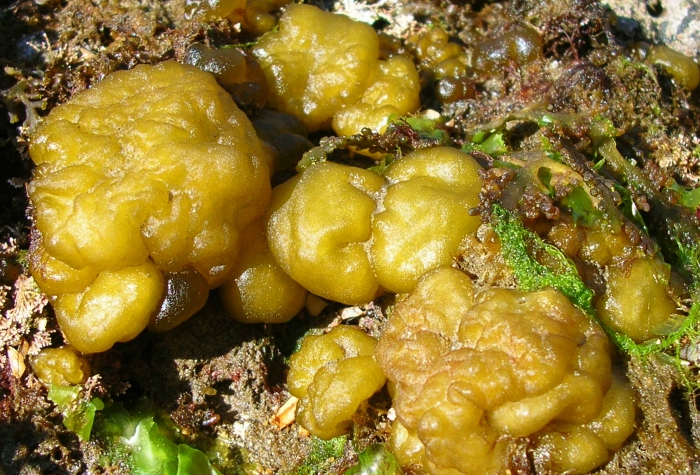 Leathesia difformis Alchetron, The Free Social Encyclopedia