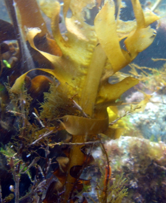 Undaria pinnatifida