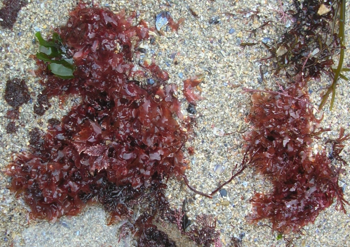 Acrosorium ciliolatum Acrosorium ciliolatum