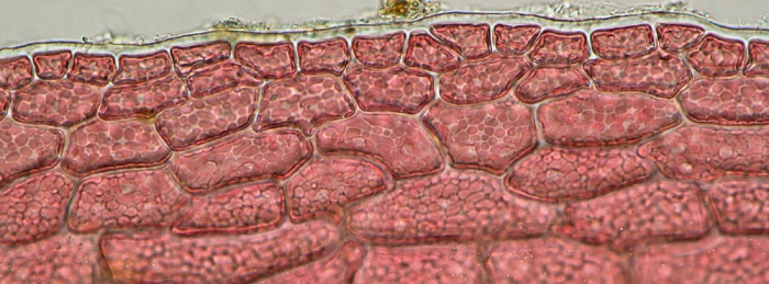 Acrosorium ciliolatum