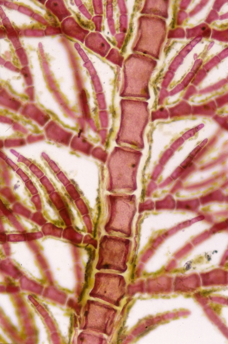 Aglaothamnion tripinnatum