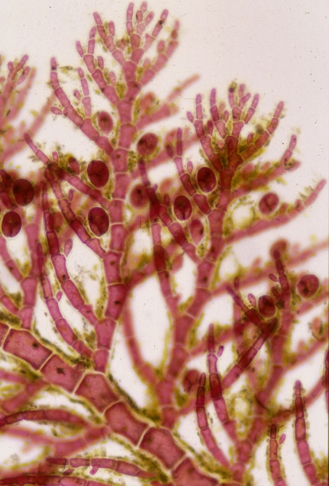 Aglaothamnion tripinnatum