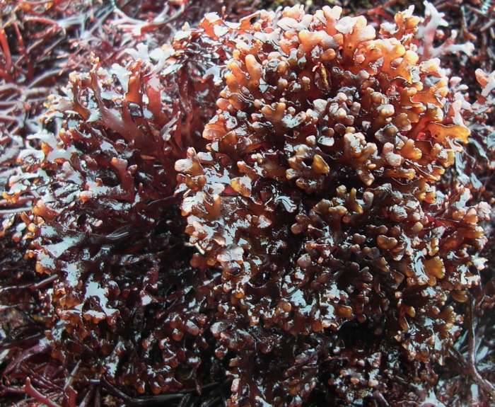 Ahnfeltiopsis devoniensis Ahnfeltiopsis devoniensis