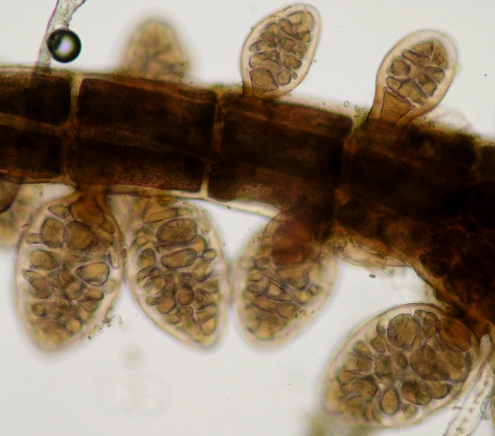 Aiolocolax pulchellus Aiolocolax pulchellus
