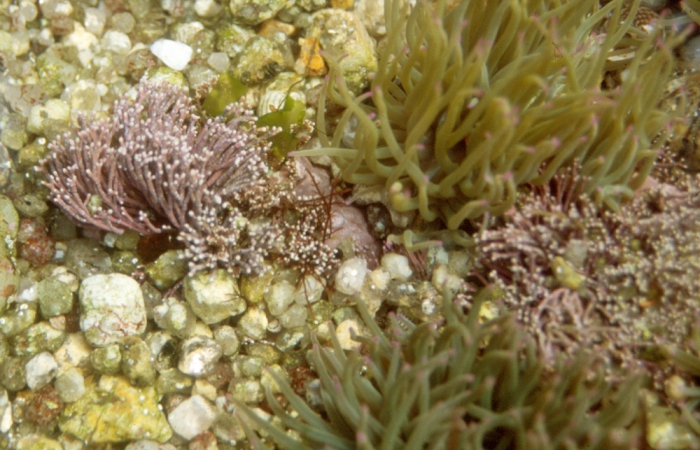Amphiroa vanbossea