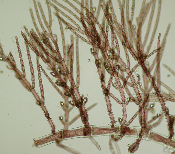 Antithamnion cruciatum Antithamnion cruciatum