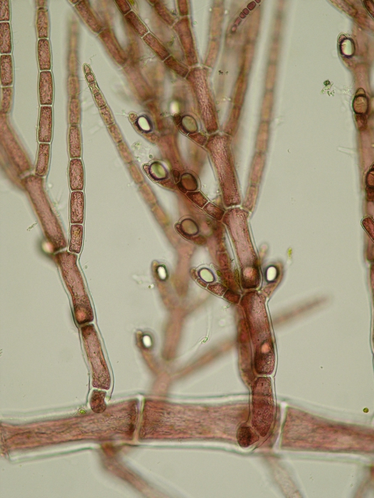 Antithamnion cruciatum Antithamnion cruciatum