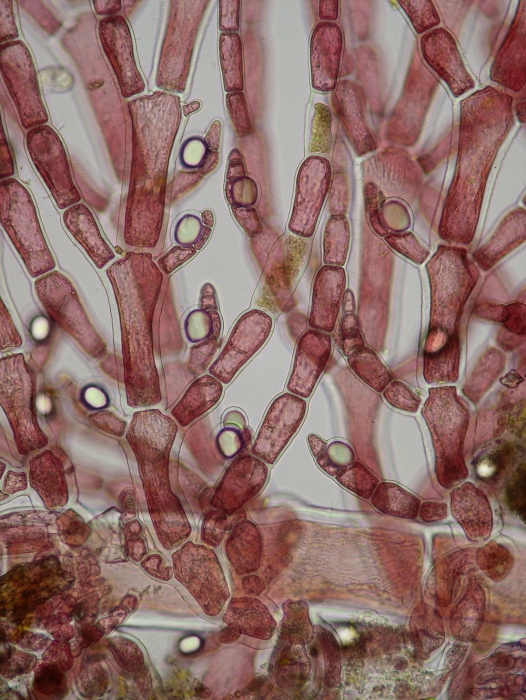 Antithamnion cruciatum Antithamnion cruciatum
