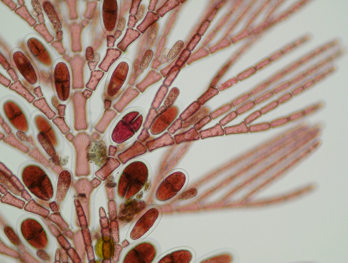 Antithamnion villosum Antithamnion villosum