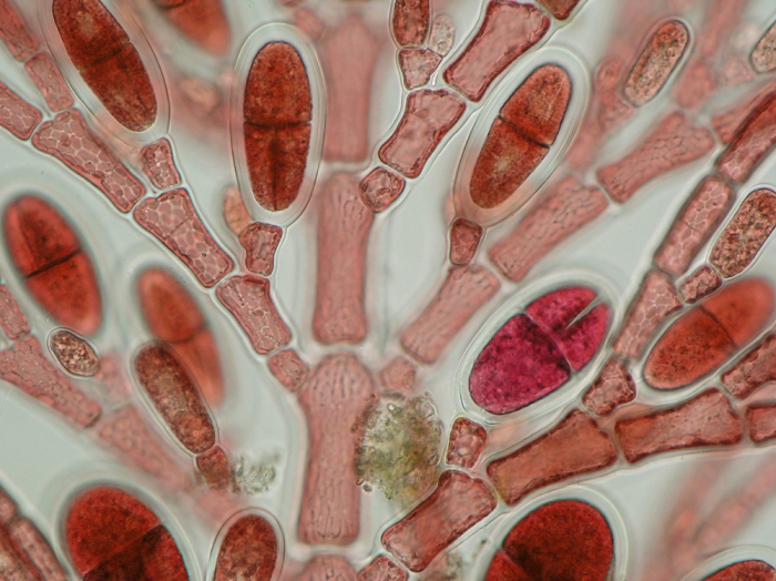 Antithamnion villosum Antithamnion villosum