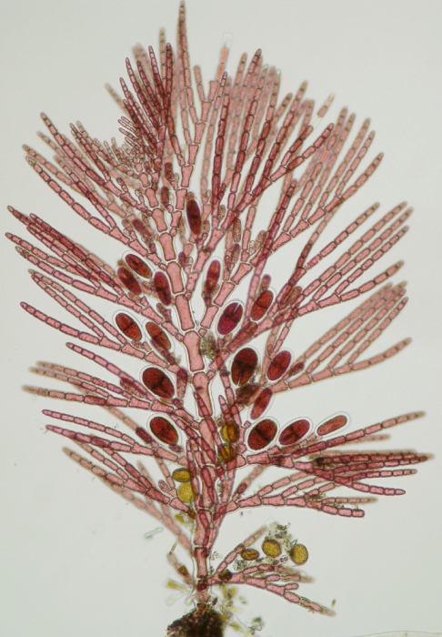 Antithamnion villosum Antithamnion villosum