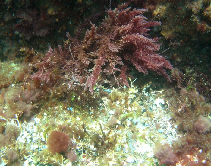 Asparagopsis armata Asparagopsis armata
