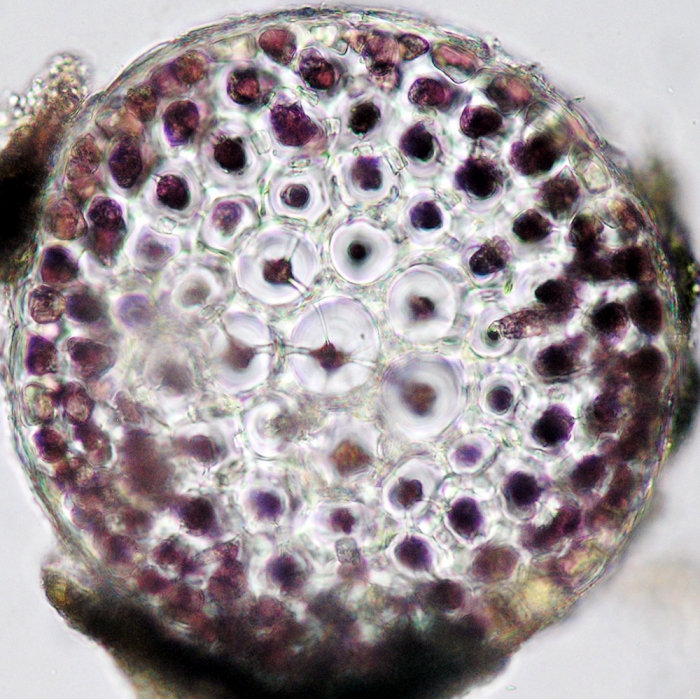 Bostrychia scorpioides Bostrychia scorpioides