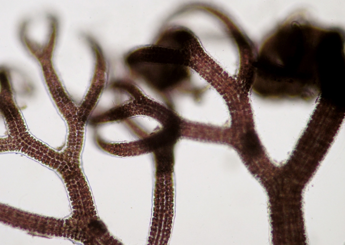 Bostrychia scorpioides Bostrychia scorpioides