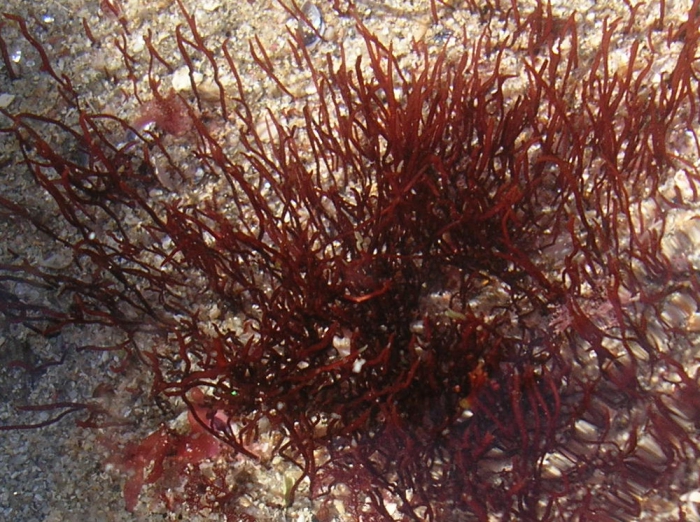 Cordylecladia erecta