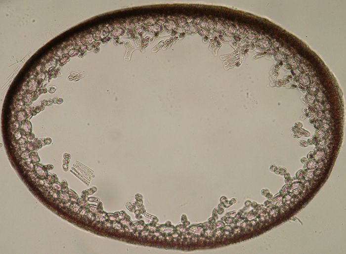 Lomentaria articulata